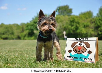 National Puppy Day Calendar with celebration suggestions on grass next to Yorkie canine 