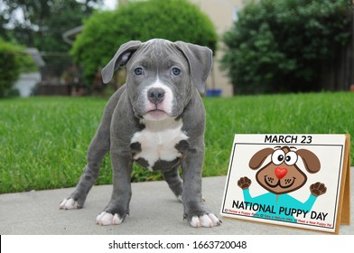 National Puppy Day Images Stock Photos Vectors Shutterstock