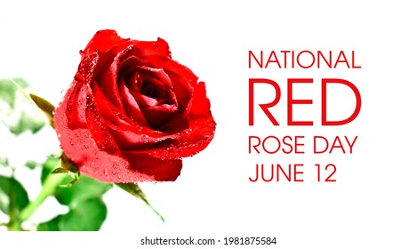 12 Red Roses Images Stock Photos Vectors Shutterstock