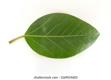 Banyan Leaf Images, Stock Photos & Vectors | Shutterstock