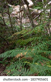 In The Nationalpark Schönbuch, Southern Germany