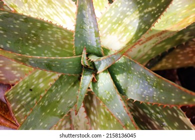 Native Aloe Plant From Above