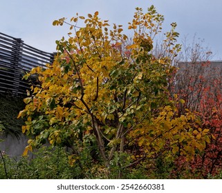 native american blueberry. Rosaceae The toadstool will delight you in the garden throughout the year. In spring, from April to May, it blooms with a flood of delicate, star-shaped white flowers bronze - Powered by Shutterstock