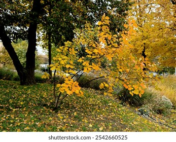 native american blueberry. Rosaceae The toadstool will delight you in the garden throughout the year. In spring, from April to May, it blooms with a flood of delicate, star-shaped white flowers bronze - Powered by Shutterstock