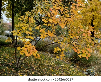 native american blueberry. Rosaceae The toadstool will delight you in the garden throughout the year. In spring, from April to May, it blooms with a flood of delicate, star-shaped white flowers bronze - Powered by Shutterstock