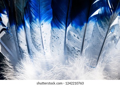 Native American Indian feathers in blue and white.  This is a macro photo of an indian headdress costume.