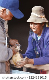 Native American Veterinarians Doing Injection To Guinea Pig.