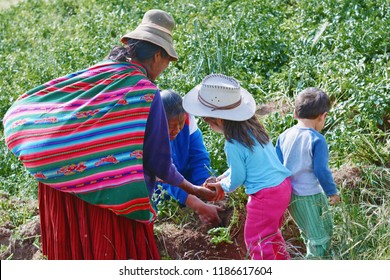 Native American Woman With Children  Working On The Potato Field.