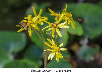 Native Australian Bees On A Yellow Flower