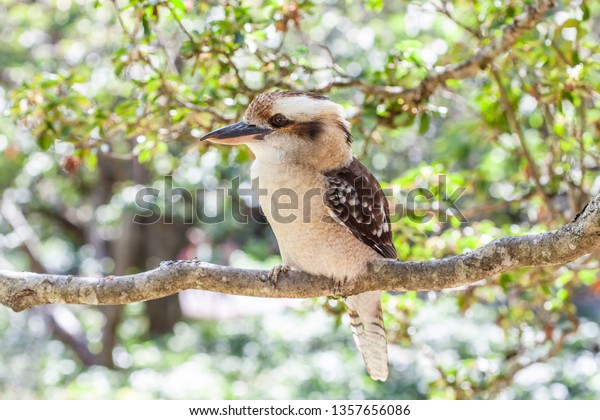 Native Australian bird Laughing Kookaburra on\
tree branch on blurred\
background