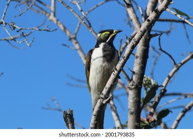 Native Australian Bird At Tweed Heads, NSW