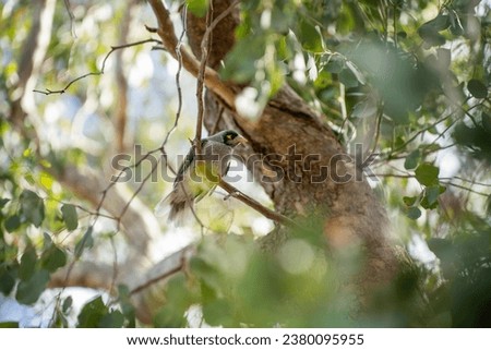 native australian birds in a park in australia