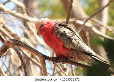 Native Australian Birds South Gippsland Victoria