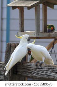 Native Australian Birds South Gippsland Victoria