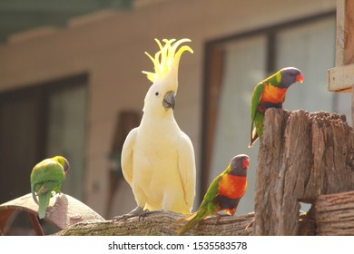 Native Australian Birds South Gippsland Victoria