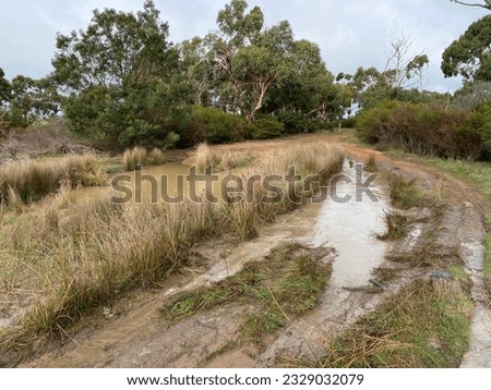 native australian bush with muddy puddle on dirt track