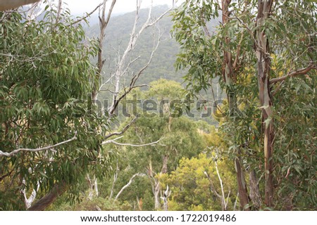 Native Australian bushland near Lorne along the Great Ocean Road in Victoria, Australia.