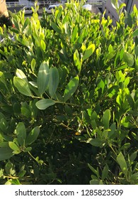 Native Australian Coastal Bush In Sydney Eastern Suburbs 