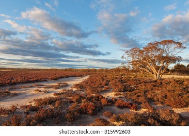 Native Australian Desert Shrubs Landscape At Sunset. Murray-Sunset National Park, Australia.