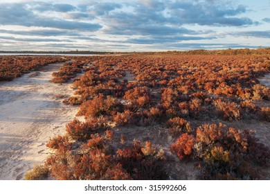 Native Australian Desert Shrubs Landscape At Sunset. Murray-Sunset National Park, Australia.