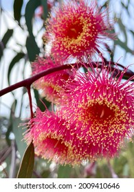 Native Australian Flowering Gum Blossoms