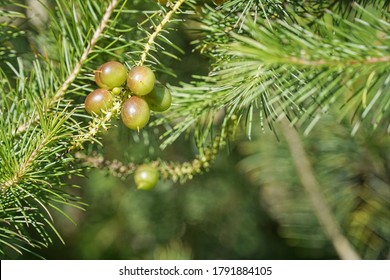 Pine Leaved Geebung High Res Stock Images Shutterstock