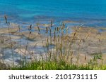 Native Australian grasses growing by the sea shore, with the sea and rocks in the background