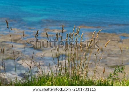 Native Australian grasses growing by the sea shore, with the sea and rocks in the background