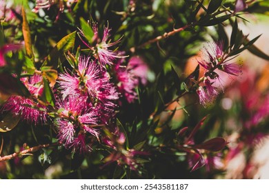 native Australian pink callistemon bottlebrush plant with vibrant flowers, close-up shot at shallow depth of field - Powered by Shutterstock