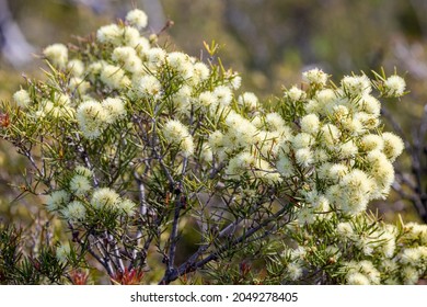 Native Australian  Prickly Moses Plant In Flower