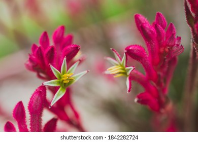 native Australian red kangaroo paws plant with red magenta flowers opening up shot outdoor in sunny backyard at shallow depth of field