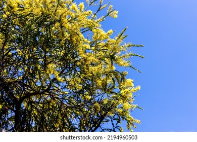 Native Australian Wattle Plant Outdoor In Beautiful Tropical Backyard Shot At Shallow Depth Of Field