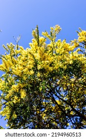 Native Australian Wattle Plant Outdoor In Beautiful Tropical Backyard Shot At Shallow Depth Of Field