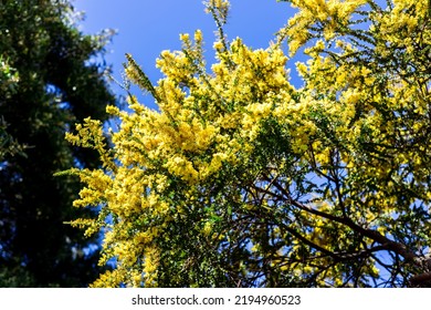 Native Australian Wattle Plant Outdoor In Beautiful Tropical Backyard Shot At Shallow Depth Of Field