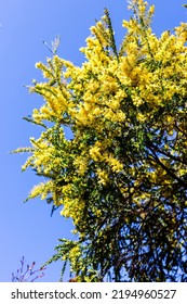 Native Australian Wattle Plant Outdoor In Beautiful Tropical Backyard Shot At Shallow Depth Of Field