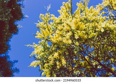 Native Australian Wattle Plant Outdoor In Beautiful Tropical Backyard Shot At Shallow Depth Of Field