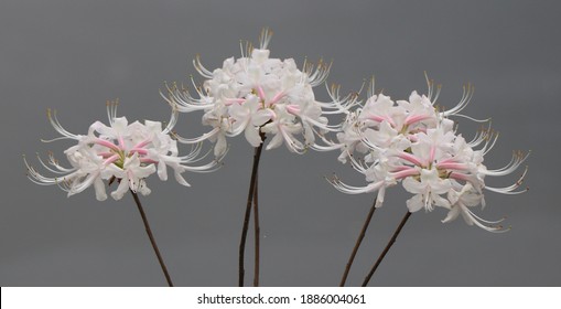 Native Azalea, White And Pink Flower, Found In Wooded Areas In Alabama.