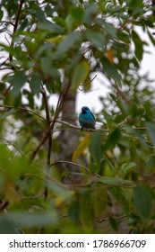 native bird of Serra do Mar in Brazil