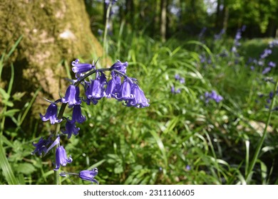 Native british bluebells ( latin name Hyacinthoides non-scripta) bulbous perennial plants found in ancient woodlands. Blue wild flowers. Bluebells woodland forest nature background.