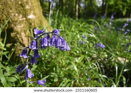 96,165 Bluebells Royalty-Free Images, Stock Photos & Pictures