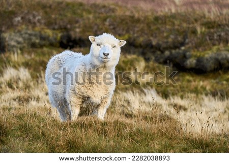 Native British sheep found on Shetland, Scotland
