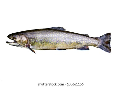 native brook trout isolated over a white background with a clipping path at original size