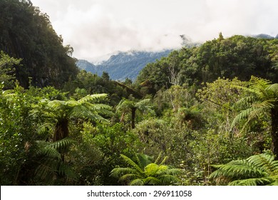 Native bush of New Zealand (West Coast)