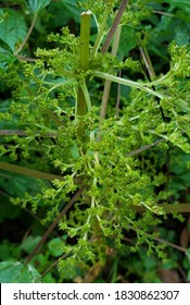 Native Clearweed Or Pilea Pumila Blooms In The Wild 