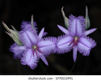 The Native Common Fringe Lily 