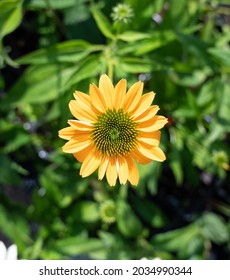 Native Coneflower - Echinacea 'Mellow Yellow' - Shutterstock ID 2034990344