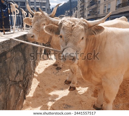 Native cows for sale at a rural fair.
A pair of native cows from the Basque Country, at a livestock fair, represent the rural world today.