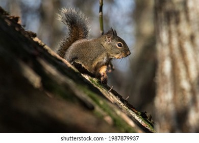 Native Douglas Squirrel (Pacific Northwest)