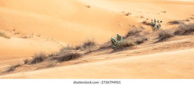 Native Emirati landscape through sparse desert plants growing on soft sand dunes near Dubai, UAE. Environmental detail supporting regional climate and environment topics.