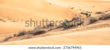Native Emirati landscape through sparse desert plants growing on soft sand dunes near Dubai, UAE. Environmental detail supporting regional climate and environment topics.